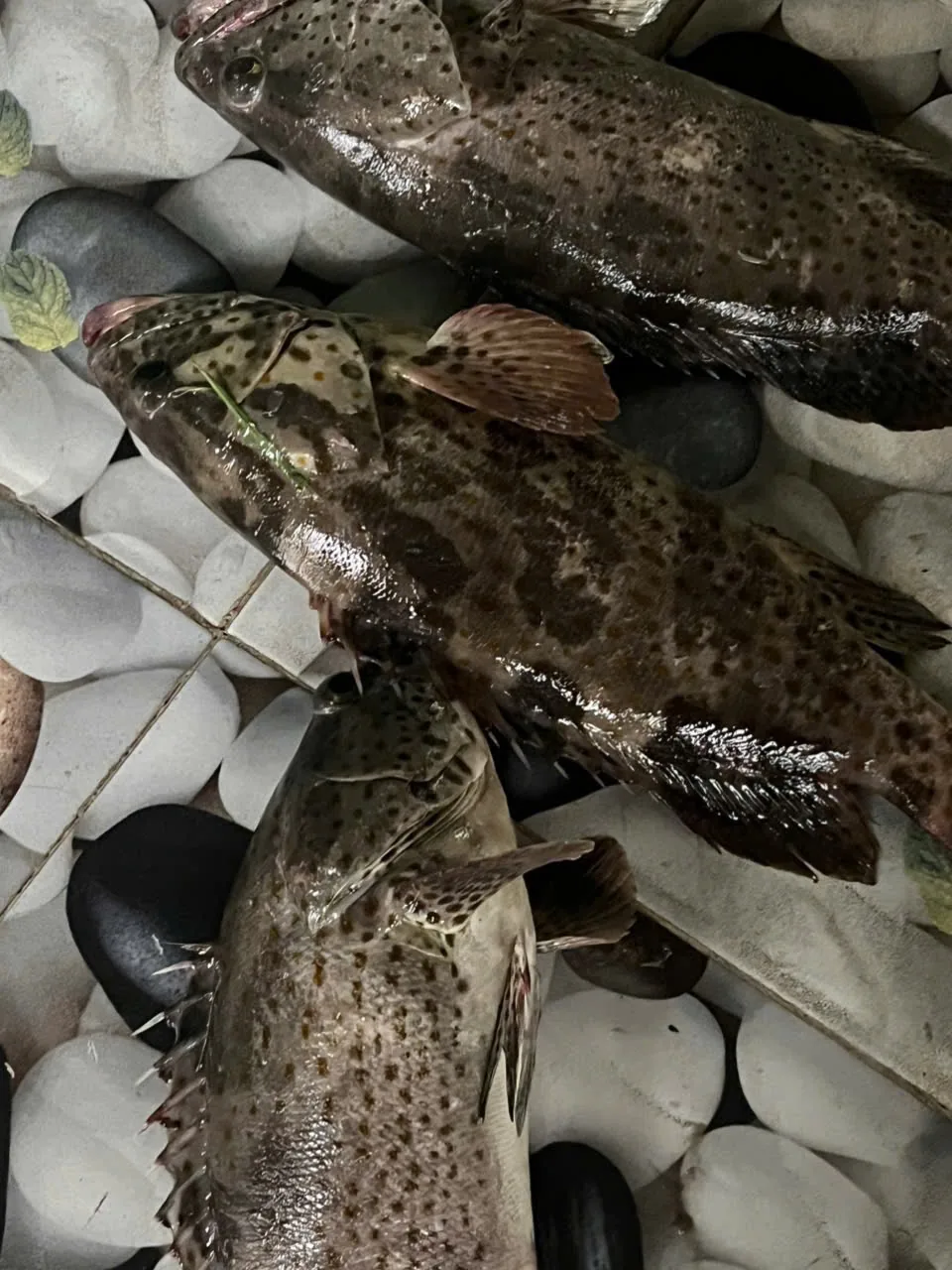 Farmed Vietnamese grouper (Epinephelus spp.)